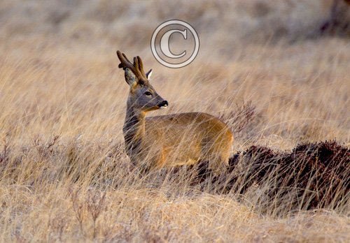Roebuck Islay 2   2010
